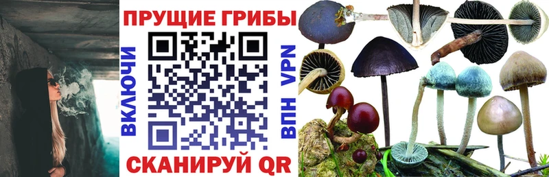 закладка  Куровское  omg рабочий сайт  Псилоцибиновые грибы MAGIC MUSHROOMS 